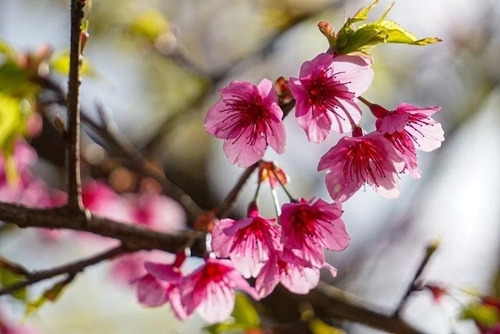 Созерцание хрупкой изумительной красоты цветов сакуры