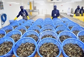 Экспорт креветок в Китай может восстановиться
