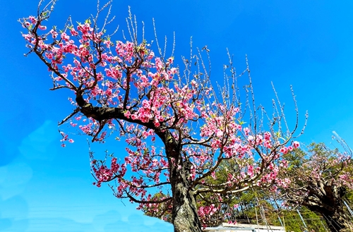 Сад древних северо-западных персиковых деревьев на плато Ламдонг