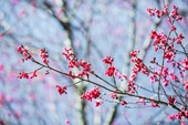Созерцание цветения вишни колокольчатой в Тасуа
