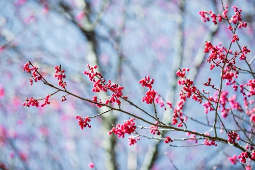 Созерцание цветения вишни колокольчатой в Тасуа
