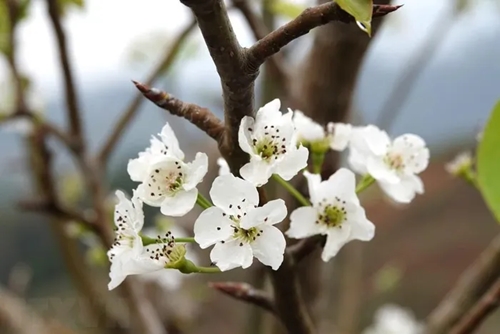 Сезон цветения груш в высокогорье Мукангчай