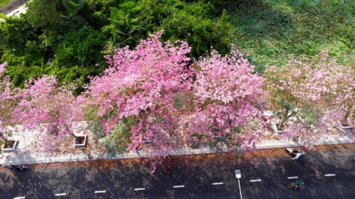 Красивая дорога табебуйи розовой на западе Вьетнама