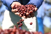 Цена на вьетнамский кофе продолжает расти и устанавливать новые рекорды