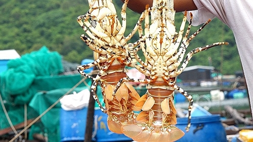 Экспорт омаров на китайский рынок увеличился в 27 раз