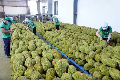 Экспорт дуриана в Таиланд резко вырос
