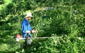 Вьетнам получил 51,5 млн долларов от Всемирного банка на сокращение выбросов