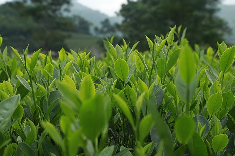 Вьетнам — четвертый по величине поставщик чая в США