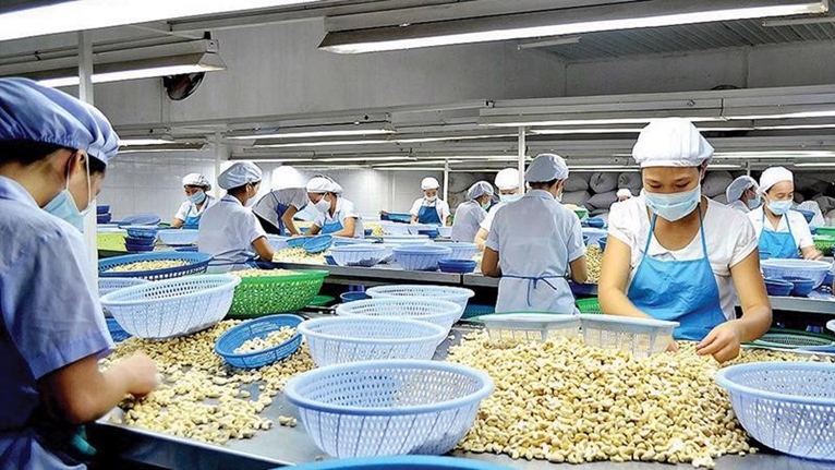 Вьетнам резко увеличил импорт орехов кешью из Индонезии