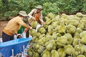 Вьетнам обогнал Таиланд по экспорту дуриана в Китай
