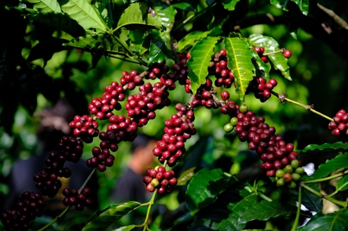 Экспорт кофе достиг рекорда в первом квартале 2024 года