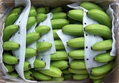 Положительные признаки роста экспорта бананов из Вьетнама на китайский рынок
