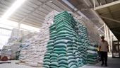 Вьетнам заработал 1,43 млрд долл США на экспорте риса в первом квартале