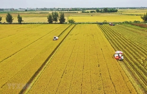 Впервые были проданы углеродные кредиты, полученные от выращивания риса