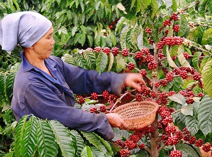 Вьетнам экспортировал около 170 000 тонн кофе в апреле