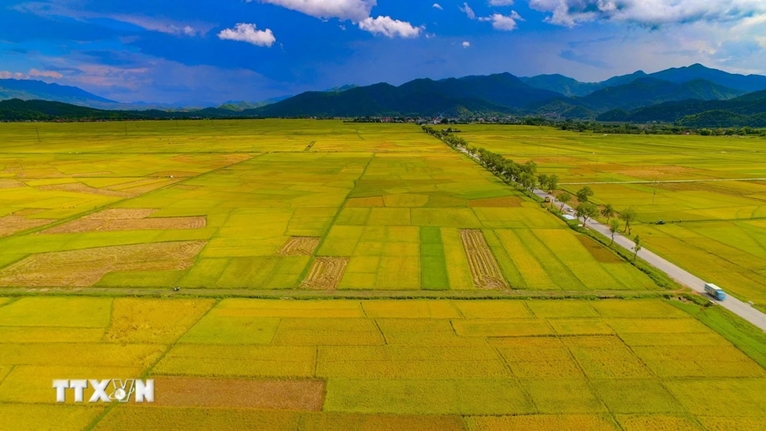 Созерцание самого большего рисового поля на Северо-Западе Вьетнама