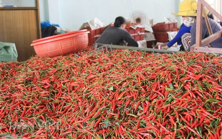 Китай и Лаос — два основных экспортных рынка перца чили из Вьетнама