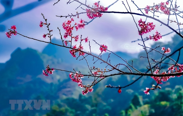 Bosques y montañas en noroeste de Vietnam se tiñen del rosa de la flor de  durazno