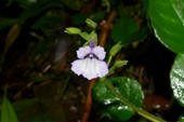 Nuevas especies de plantas descubiertas en Thua Thien-Hue