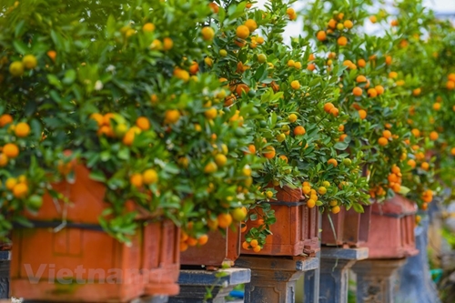 Bonsái de kumquat en aldea vietnamita de Tu Lien da frutos en ocasión de Tet