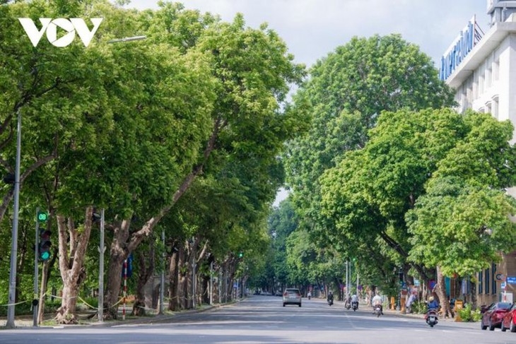 Hanói plantará 250 mil nuevos árboles durante 2022