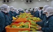 Las exportaciones de frutas y verduras de Vietnam se reducen drásticamente en los dos primeros meses del año