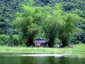 El bambú en la vida de los vietnamitas