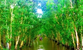La belleza del bosque de melaleuca de Tra Su en An Giang