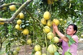 El pomelo vietnamita se dirige a los estantes de los supermercados de Estados Unidos