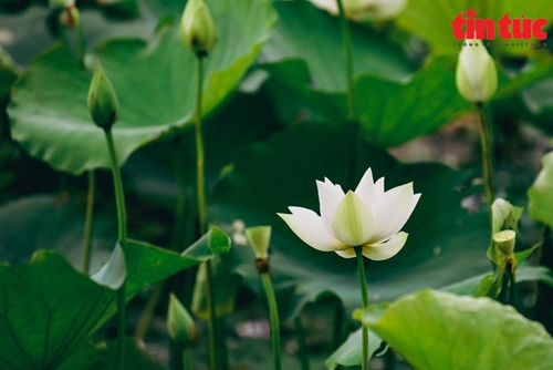 Contemplan belleza de loto blanco en suburbio de Hanói