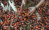 Indonesia levantará prohibición sobre exportación de aceite de palma a partir del 23 de mayo