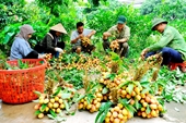 Thanh Ha cosecha el primer lote de lichi de la temporada