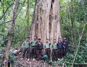 Reconocen a población forestal en Dak Nong como árboles patrimoniales de Vietnam