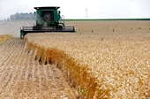 Rusia lista para facilitar el transporte de cereales ucranianos