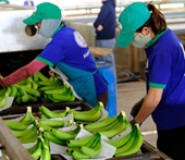 El mercado chino aumenta las importaciones de banana de Vietnam