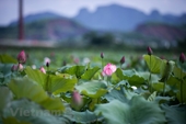 Perdido en hermosos valles de loto en un suburbio de Hanói