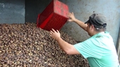 Vietnam recupera todo el lote de anacardos fuera de control en Italia
