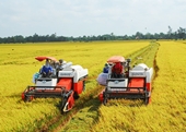 Delta del río Mekong elabora proyecto de un millón de hectáreas de arroz de alta calidad