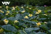 Estanque de loto amarillo único en los suburbios de Hanói
