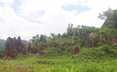 Descubrir las características únicas del jardín de rocas Hoang Tung en Cao Bang