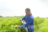 Agricultura verde los esfuerzos de Vietnam para reducir la huella de carbono