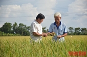 Construyendo cadenas sostenibles de valor para el arroz en Provincia de Dong Thap