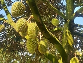 Can Tho exportará el primer lote de durián a China el próximo año