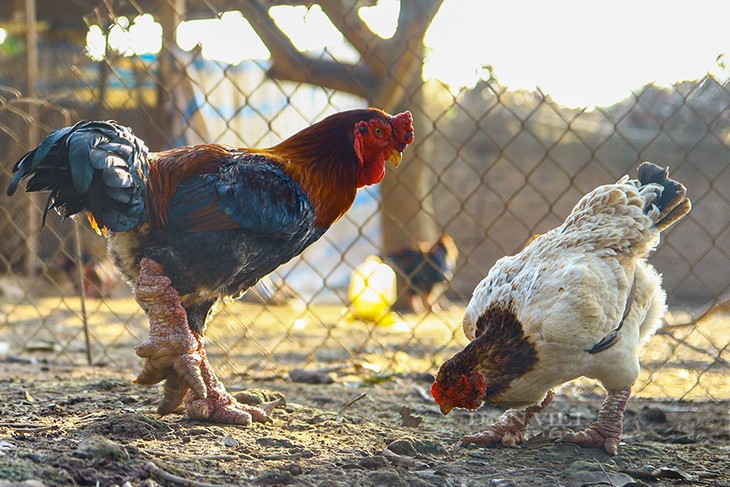 Pollo Dong Tao reporta un alto valor económico a Hung Yen