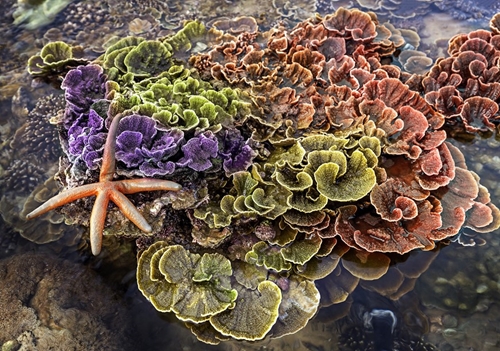 Hermosos arrecifes de coral en costa central de Vietnam