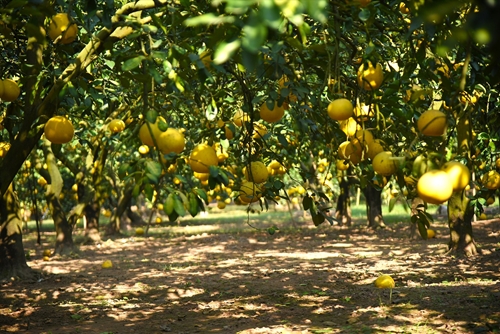 Temporada de cosecha ocupada en el famoso centro de pomelos de Hanói