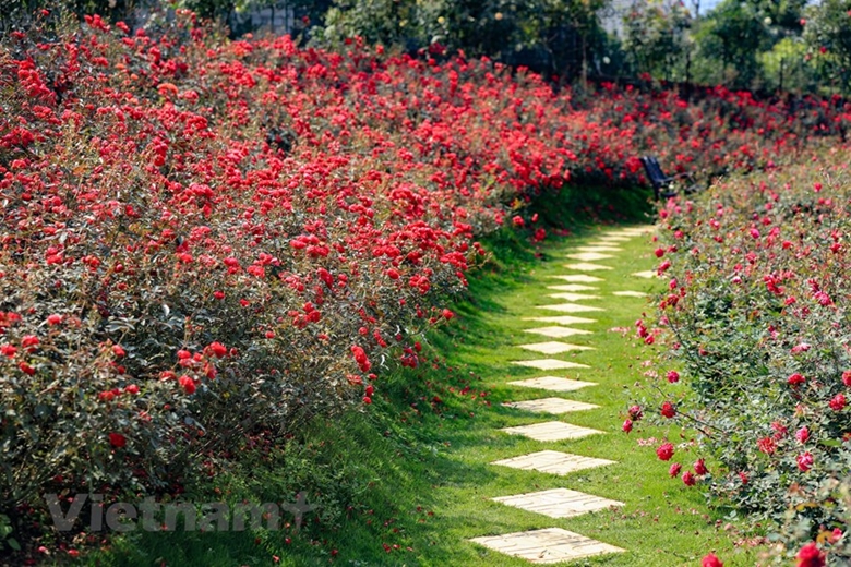 Jardín de rosas foráneas embellece las afueras de Hanói