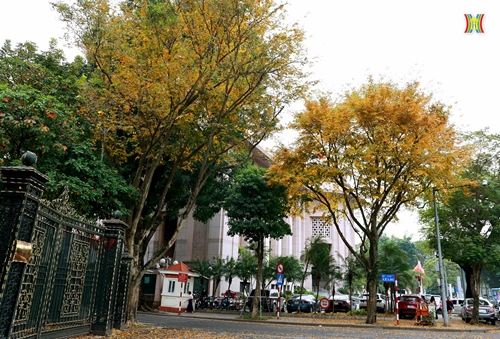 Belleza de Hanói en la temporada “cambio de hojas”