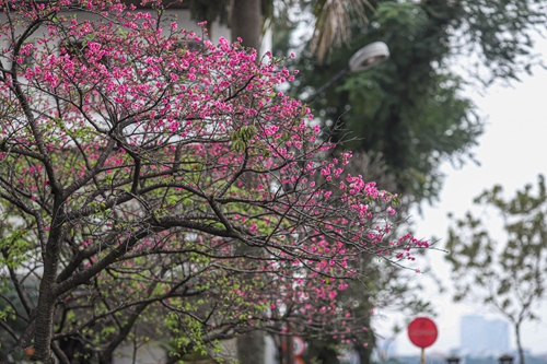 Flores de cerezo japonesas en el corazón de Hanói