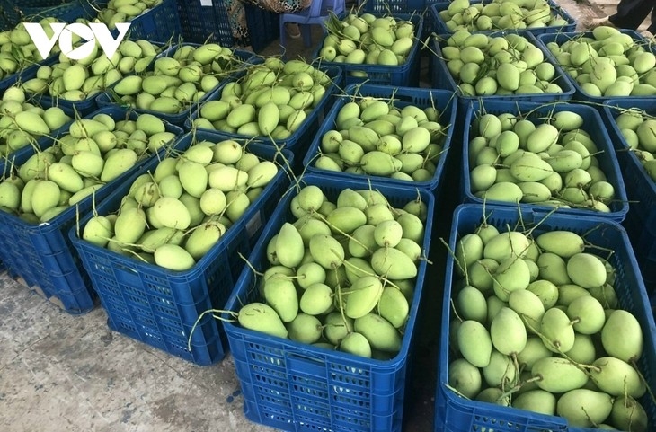 Mangos vietnamitas conquista los mercados internacionales más exigentes